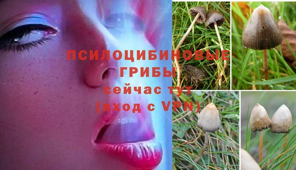 ПСИЛОЦИБИНОВЫЕ ГРИБЫ Касимов